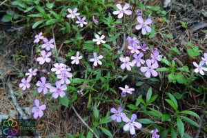 Saponaria ocymoides